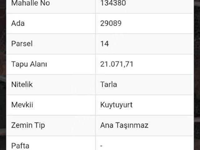 DOSEMEALTI BASKOYDE ZEYTIN TARLASI
