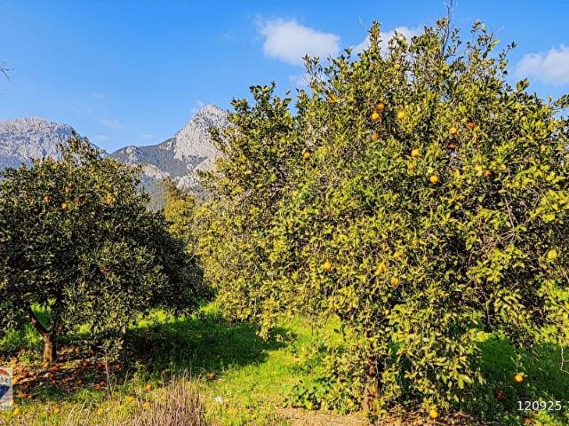 DOYRAN MAHALLESIN'DE 4.380M2 TARLA