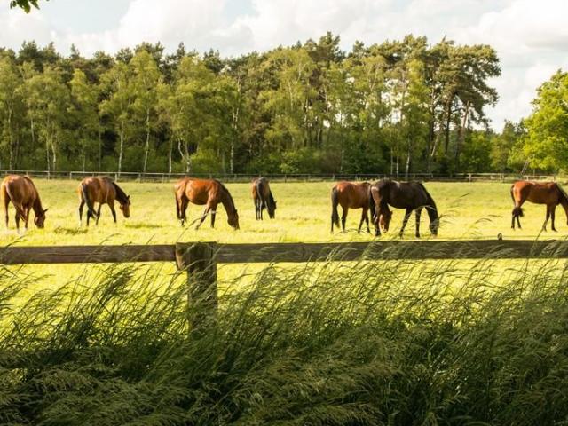 Platz für Tierhaltung Drei traditionelle Bauernhäuser mit großem Grundstück