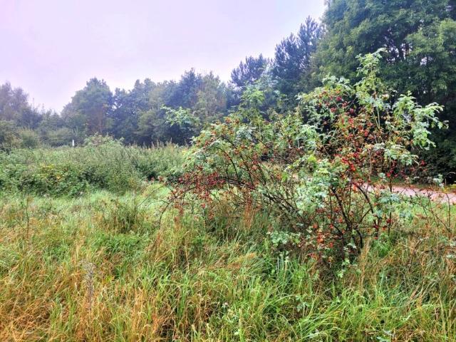 Dworcowa 1 030 m², Przyjaźń