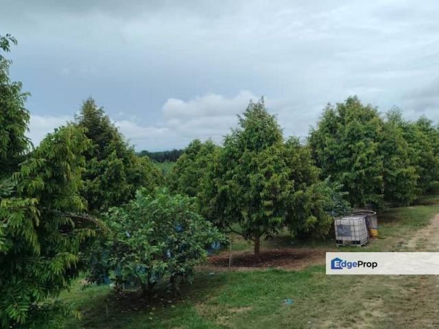 DURIAN FARM AT BATU PAHAT FOR SALE