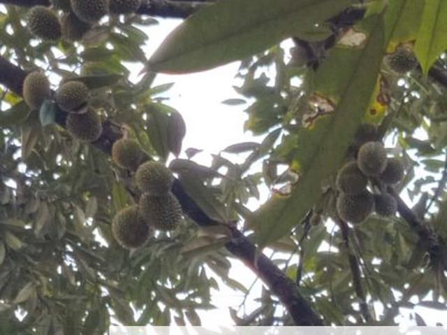 Durian Farm Land @ Padang Tengku, Pahang For Sale