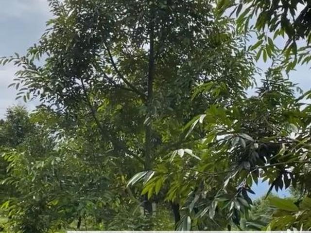 Durian Orchard Land for – Selama, Perak