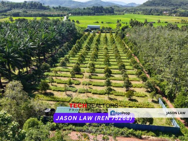 Durian Orchard | Pendang Kedah | Easy Access with Own Road | Musang King, Blackthorn, Tupai King & Others – Only RM11 psf!