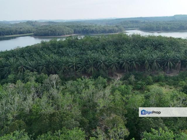 Durian Tunggal