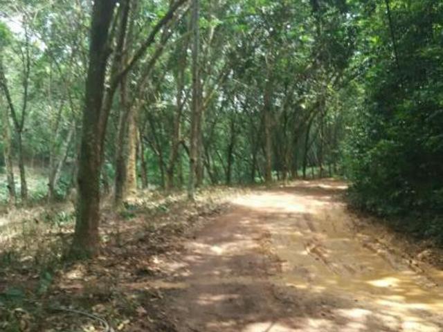 Durian Tunggal 5 acres rubber