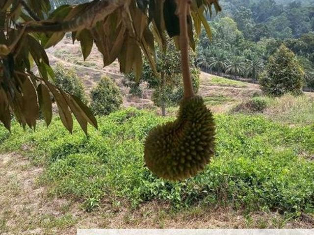 Dusun Durian Perak Manong Untuk Dijual