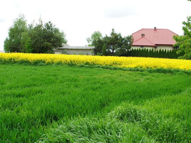 Działka na sprzedaż, Czereśniowa
