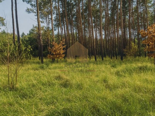 Działka budowlana 744 m² w Drzonkowie – cisza i zieleń
