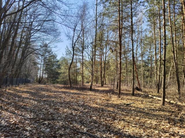 Działka budowlana 1459 m² w Sokolnikach Las z mediami