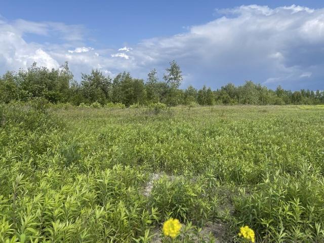 Działka, Ciemne, 22000.00 m², sprzedam działkę