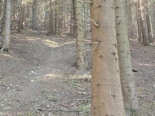 Działka leśna Konina gm. Niedźwiedź