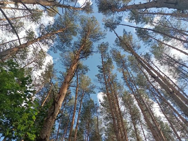 Działka leśna 2000 m² z przyłączami, Hornówek