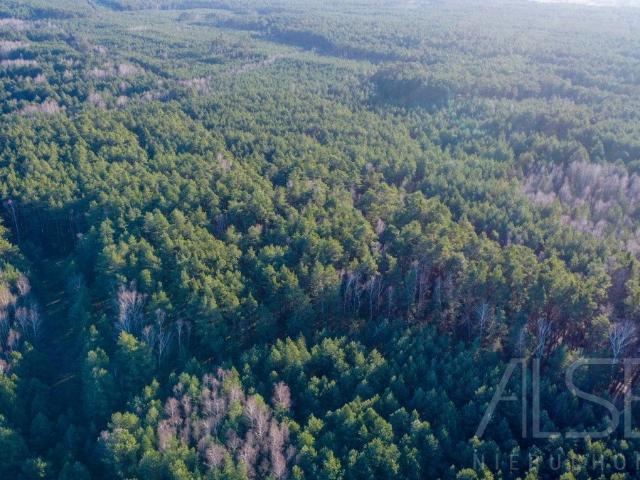 Działka leśna 36 100 m² z dostępem do drogi i brzozą