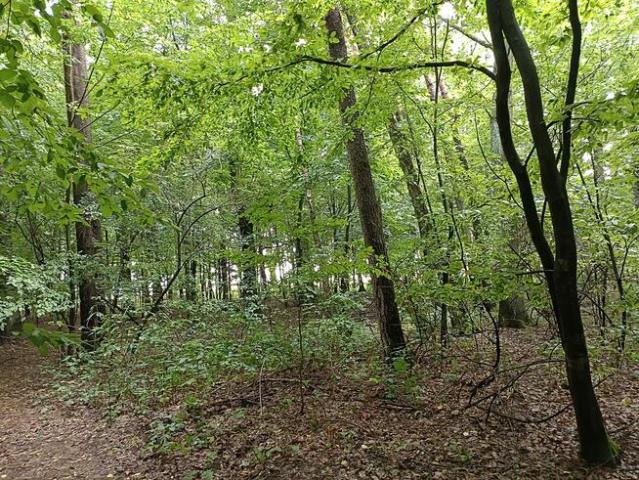 Działka lesna