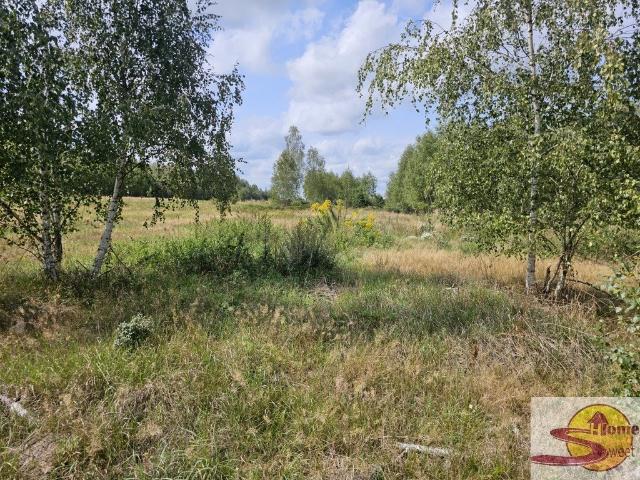 Działka rolna 15 000 m² z warunkami zabudowy i dostępem do mediów