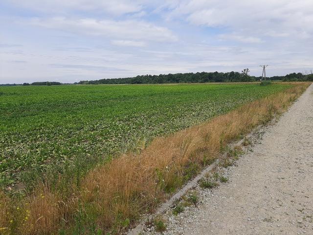 Działka rolna 10 620 m² z uprawami w Krzykówie