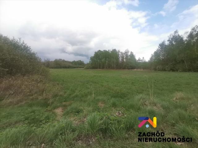 Działka rolna 1,25 ha przy drodze asfaltowej w Piaskach