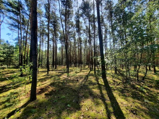 Działka sprzedam, Mycielin, 13336 m2, cena: 45 000 zł