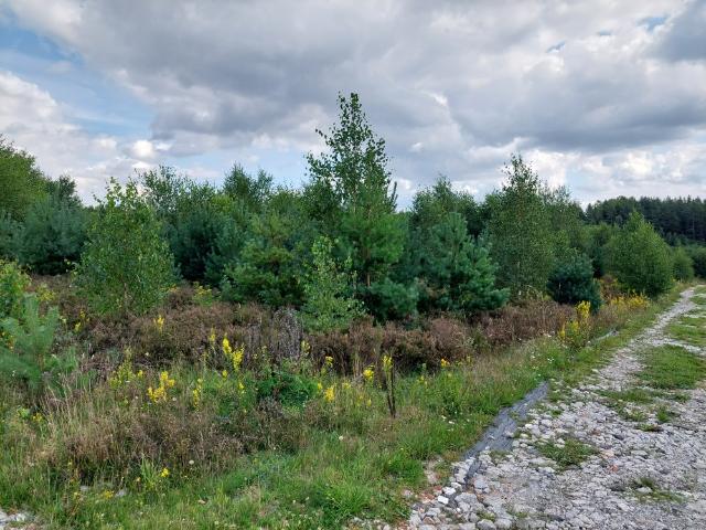 Działka sprzedam, Błotnia, 3004 m2, cena: 222 000 zł
