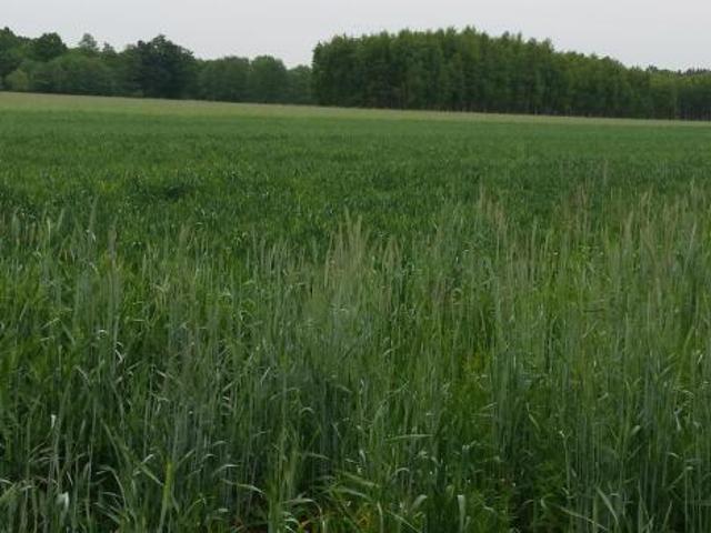 Działka sprzedam, Długołęka, 3000 m2, cena: 300 000 zł