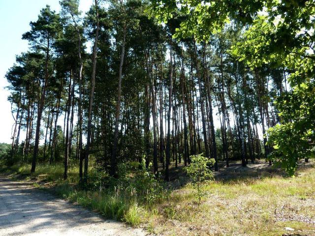 Działka sprzedam, Jedwabno, 2371 m2, cena: 88 000 zł