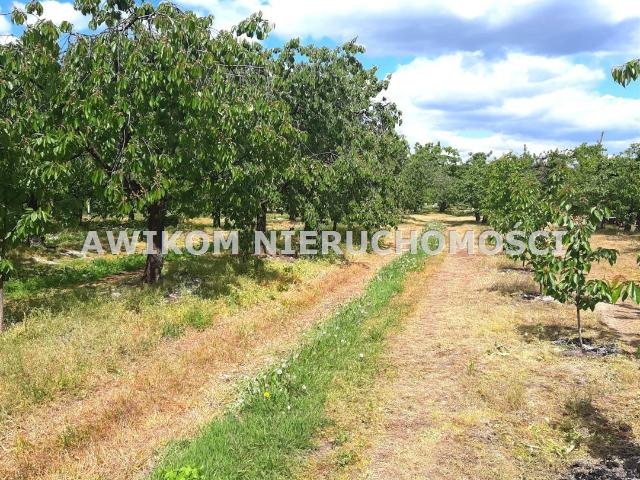 Działka sprzedam, Kornelówka, Pniewy, 56700 m2, cena: 1 400 000 zł