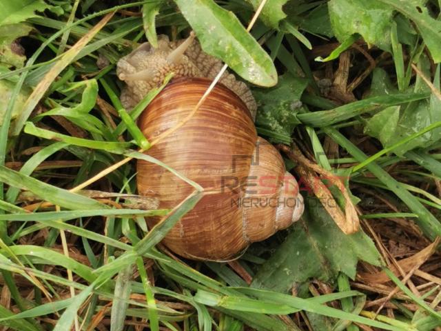 Działka sprzedam, Radonie, 3351 m2, cena: 990 000 zł