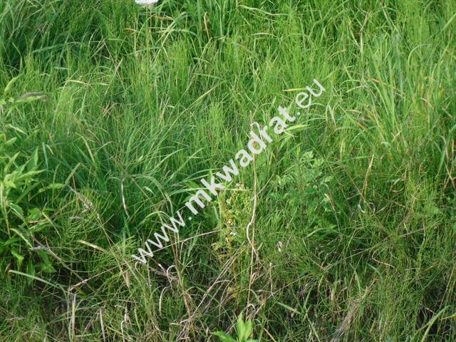 Działka sprzedam, ZABORÓWEK,, 1514 m2, cena: 550 000 zł