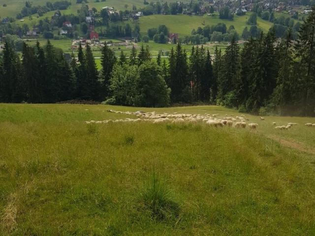 Działka sprzedam, Zakopane, Łosiówki, 2937 m2, cena: 440 550 zł