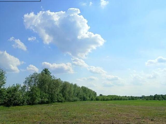 Działka wśród zieleni