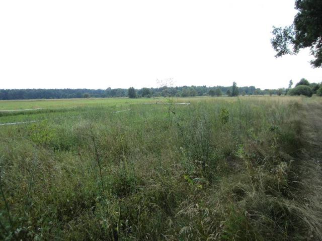 Działka, Zielona Góra Kiełpin, 13000.00 m², sprzedam działkę