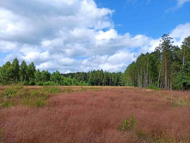 Sprzedam działkę 1400 m² przy lesie z mediami i szybkim dojazdem