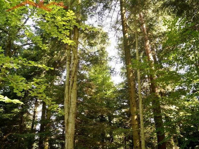 Działka 15 100 m², Pietrusza Wola