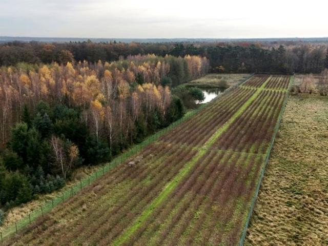 Działka 15 800 m², Kalisz