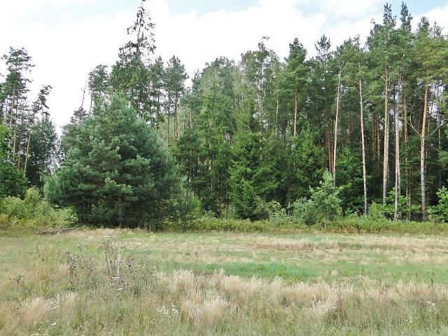 Działka 10 400 m² z warunkami zabudowy, las, media