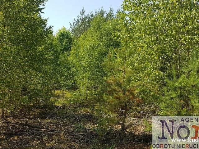Działka 1171 m² w Płaskiej las, prąd, dojazd utwardzony