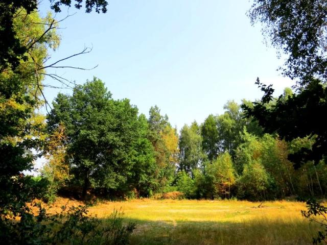 Działka 12 853 m², Wodzisław Śląski