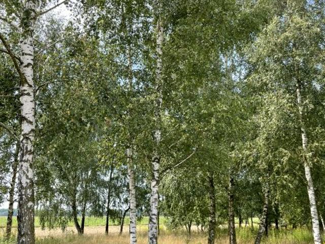 Działka 1 000 m², Nowe Miasto Folwark