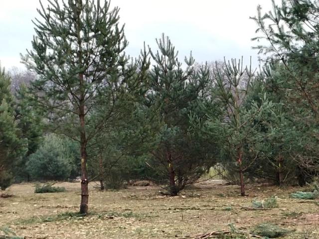 Działka 1 001 m², Kuźnica Głogowska