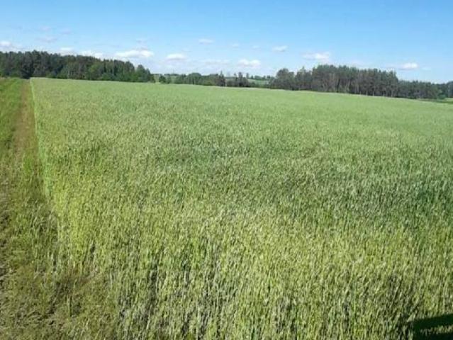 Działka 1 066 m², Stara Kamionka