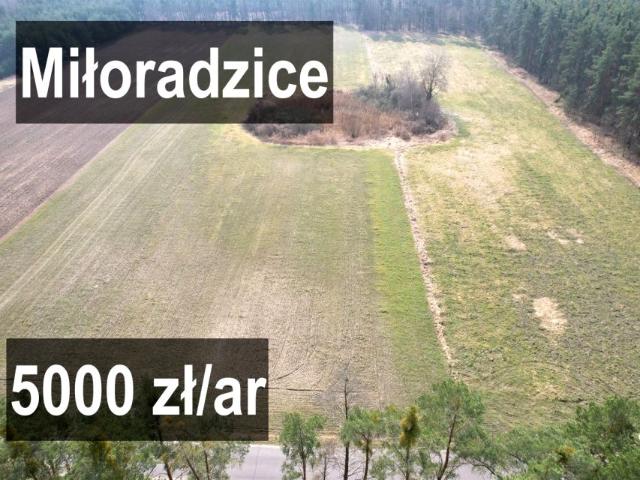 Działka 1 100 m², Miłoradzice