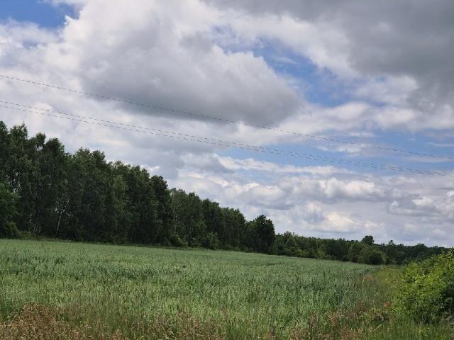 Działka 1,4 ha z MPZP, blisko lasu i drogi asfaltowej