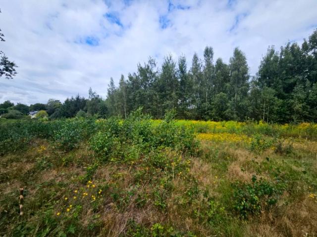 Działka 1 500 m², Czarny Las