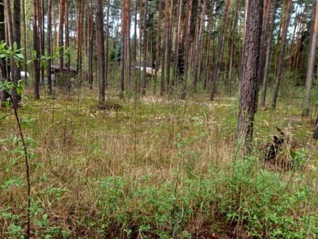 Działka 1 500 m², Siestrzeń