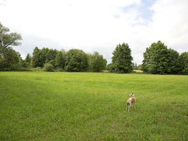 Działka 25 593 m², Wola Ładowska