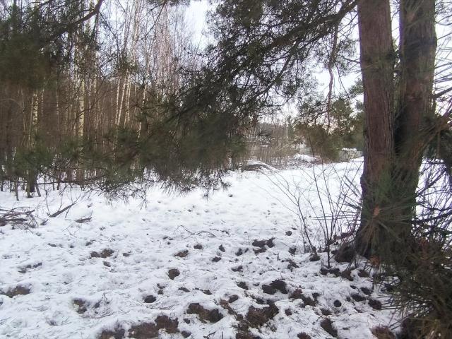 Działka 2000 m² pod dom w lesie, szybki dojazd do Warszawy