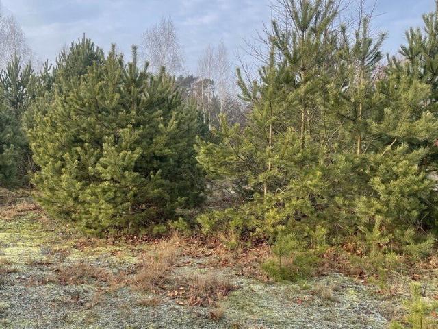 Działka 2050 m² pod zabudowę letniskową i pensjonatową