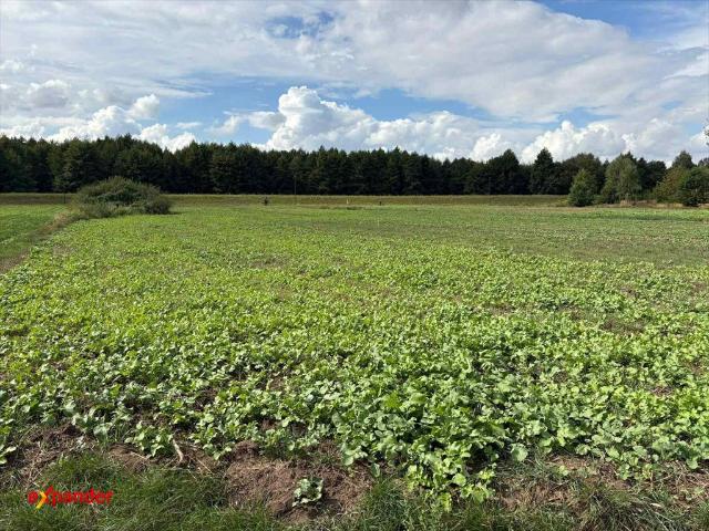 Działka 2345 m² z mediami, blisko rekreacji i natury