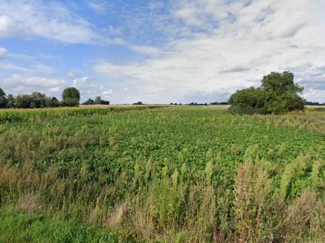 Działka 2 000 m², Stoczek Kolonia